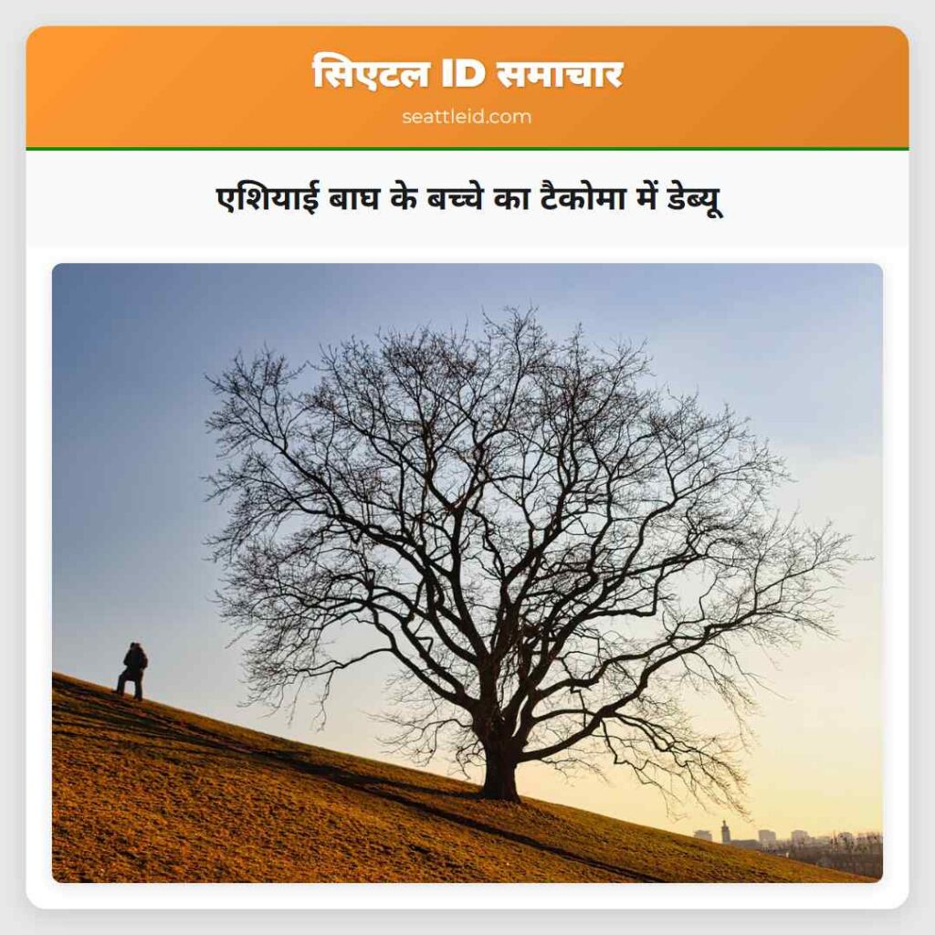 एशियाई बाघ के बच्चे का टैकोमा में डेब्यू