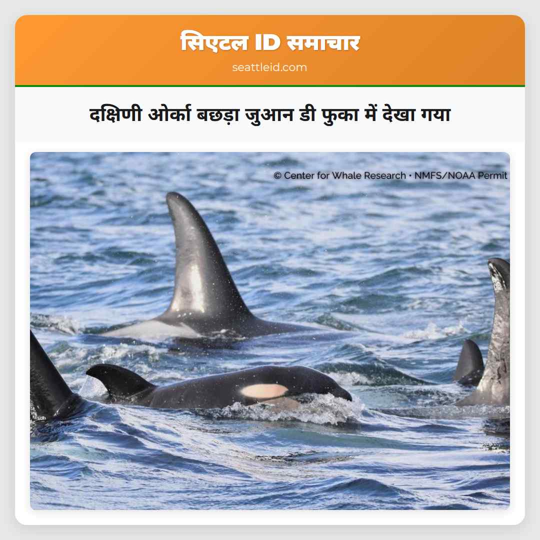 दक्षिणी ओर्का बछड़ा जुआन डी फुका में देखा गया