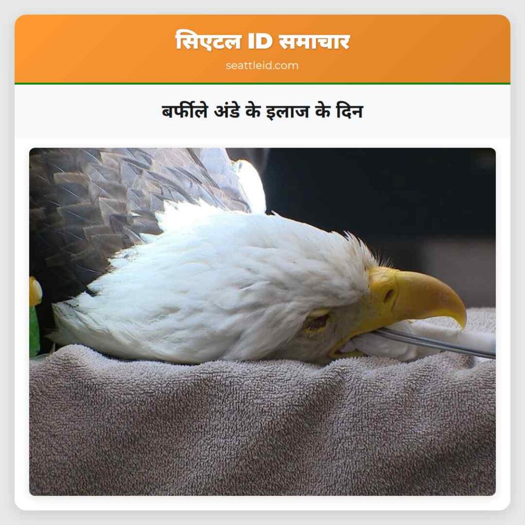 बर्फीले अंडे के इलाज के दिन