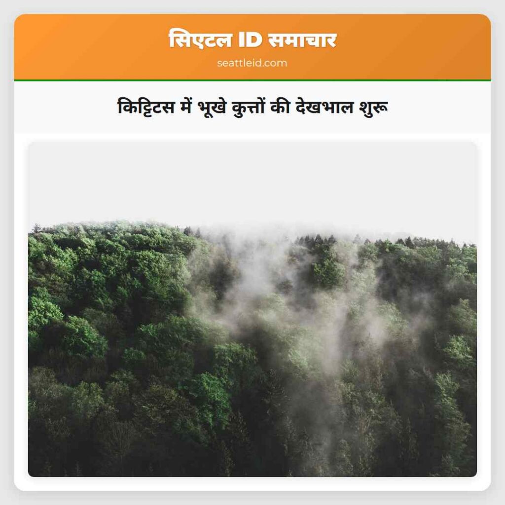 किट्टिटस में भूखे कुत्तों की देखभाल शुरू