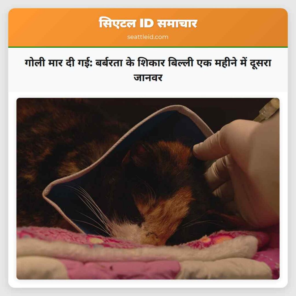गोली मार दी गई: बर्बरता के शिकार बिल्ली एक महीने