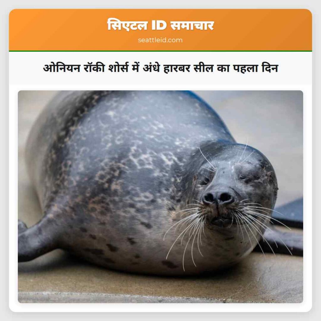 ओनियन रॉकी शोर्स में अंधे हारबर सील का पहला दिन