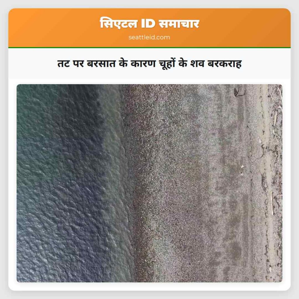 तट पर बरसात के कारण चूहों के शव बरकराह