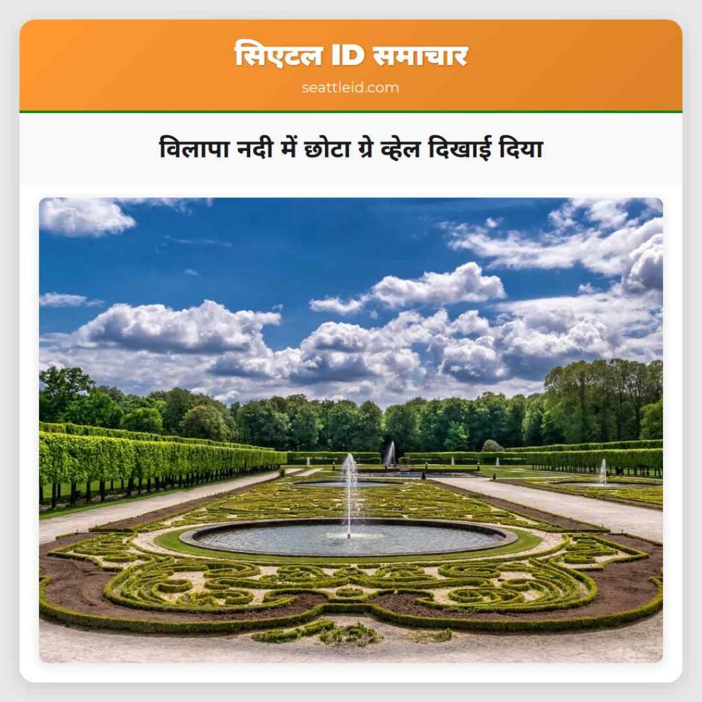 विलापा नदी में छोटा ग्रे व्हेल दिखाई दिया