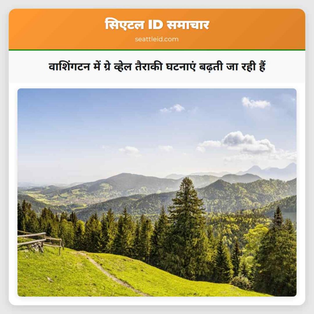 वाशिंगटन में ग्रे व्हेल तैराकी घटनाएं बढ़ती जा