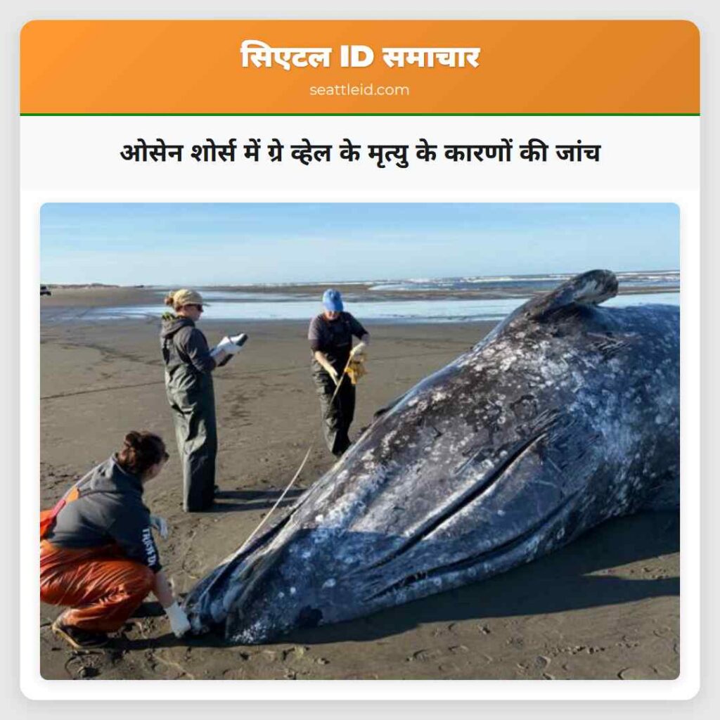 ओसेन शोर्स में ग्रे व्हेल के मृत्यु के कारणों की