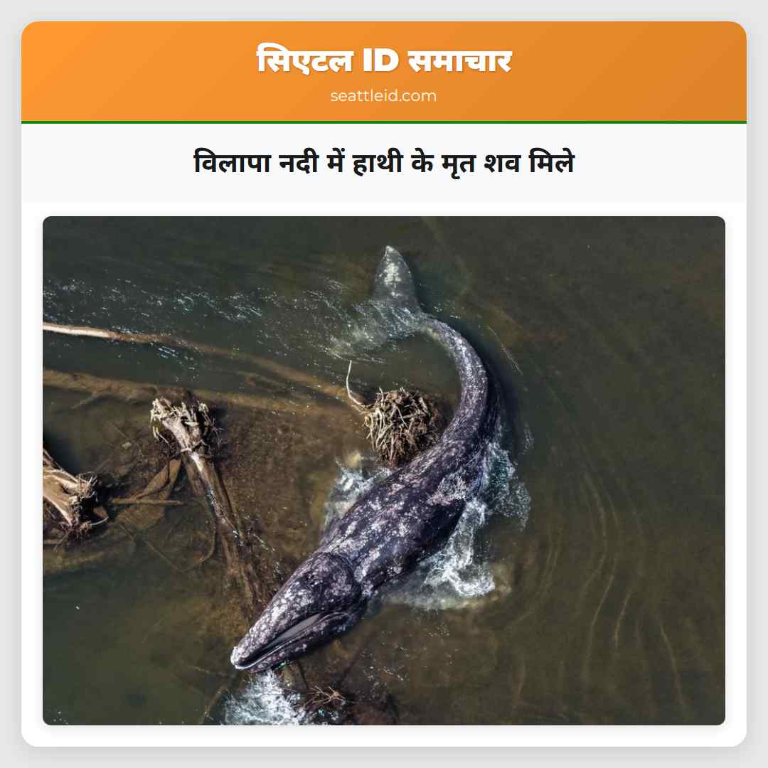 विलापा नदी में हाथी के मृत शव मिले