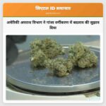 अमेरिकी अपराध विभाग ने गांजा वर्गीकरण में बदलाव की सुझाव दिया