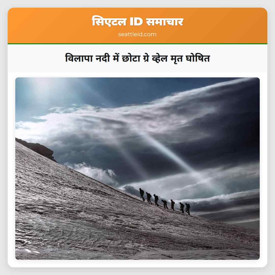 विलापा नदी में छोटा ग्रे व्हेल मृत घोषित