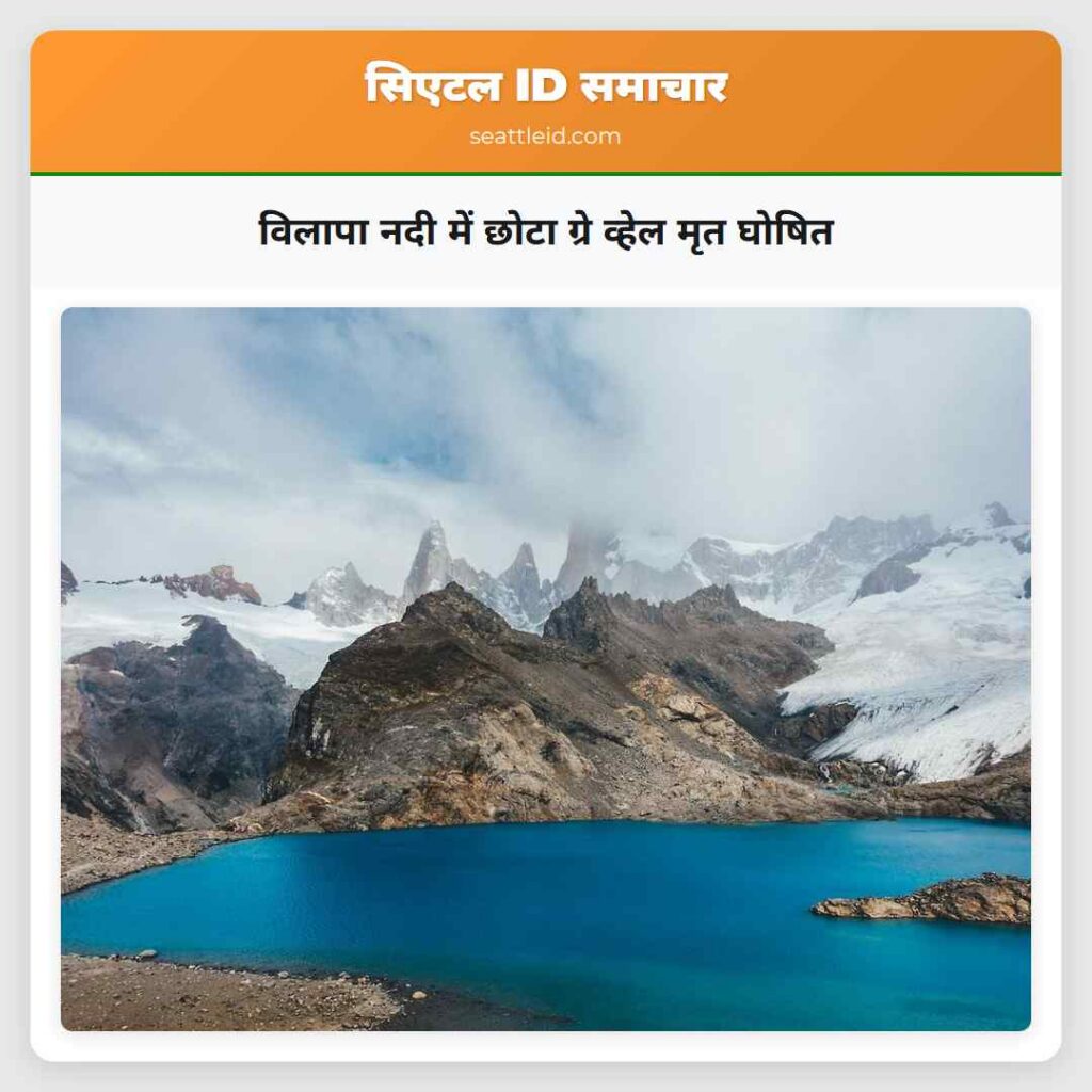 विलापा नदी में छोटा ग्रे व्हेल मृत घोषित