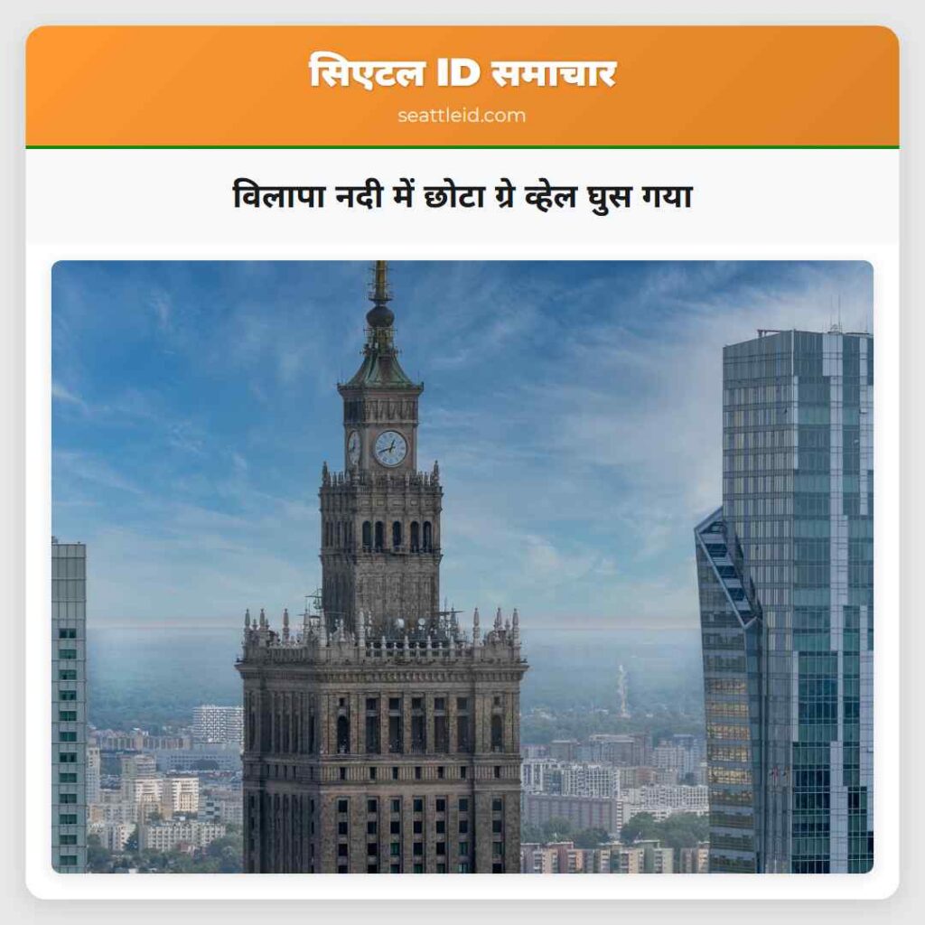 विलापा नदी में छोटा ग्रे व्हेल घुस गया