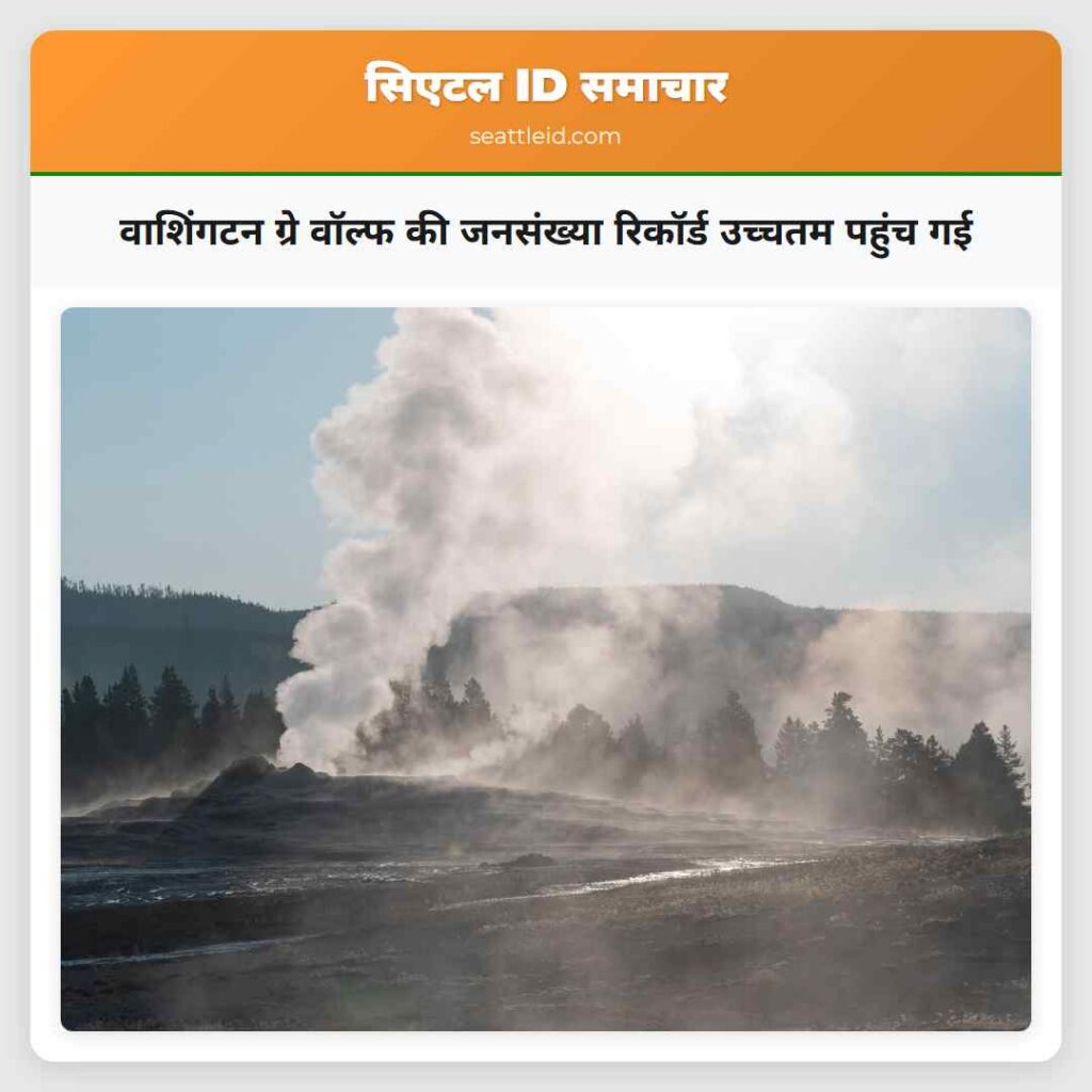 वाशिंगटन ग्रे वॉल्फ की जनसंख्या रिकॉर्ड उच्चतम