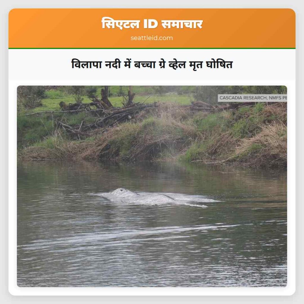 विलापा नदी में बच्चा ग्रे व्हेल मृत घोषित