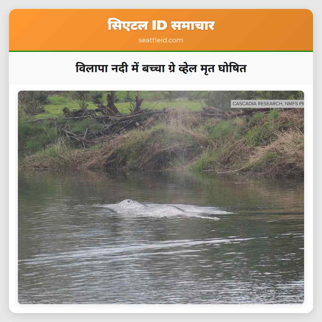 विलापा नदी में बच्चा ग्रे व्हेल मृत घोषित