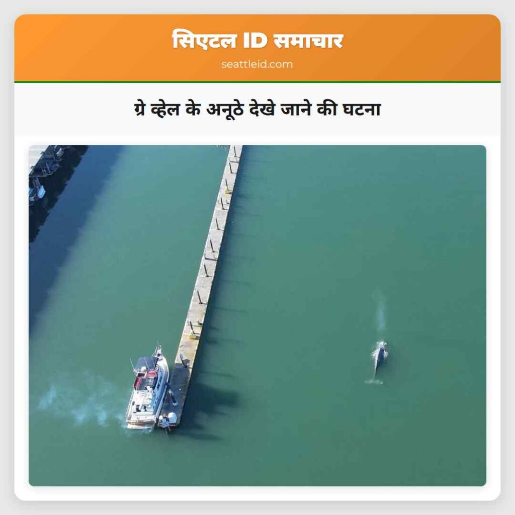 ग्रे व्हेल के अनूठे देखे जाने की घटना