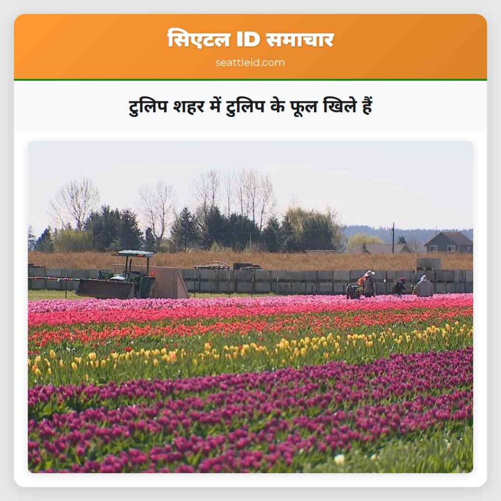 टुलिप शहर में टुलिप के फूल खिले हैं
