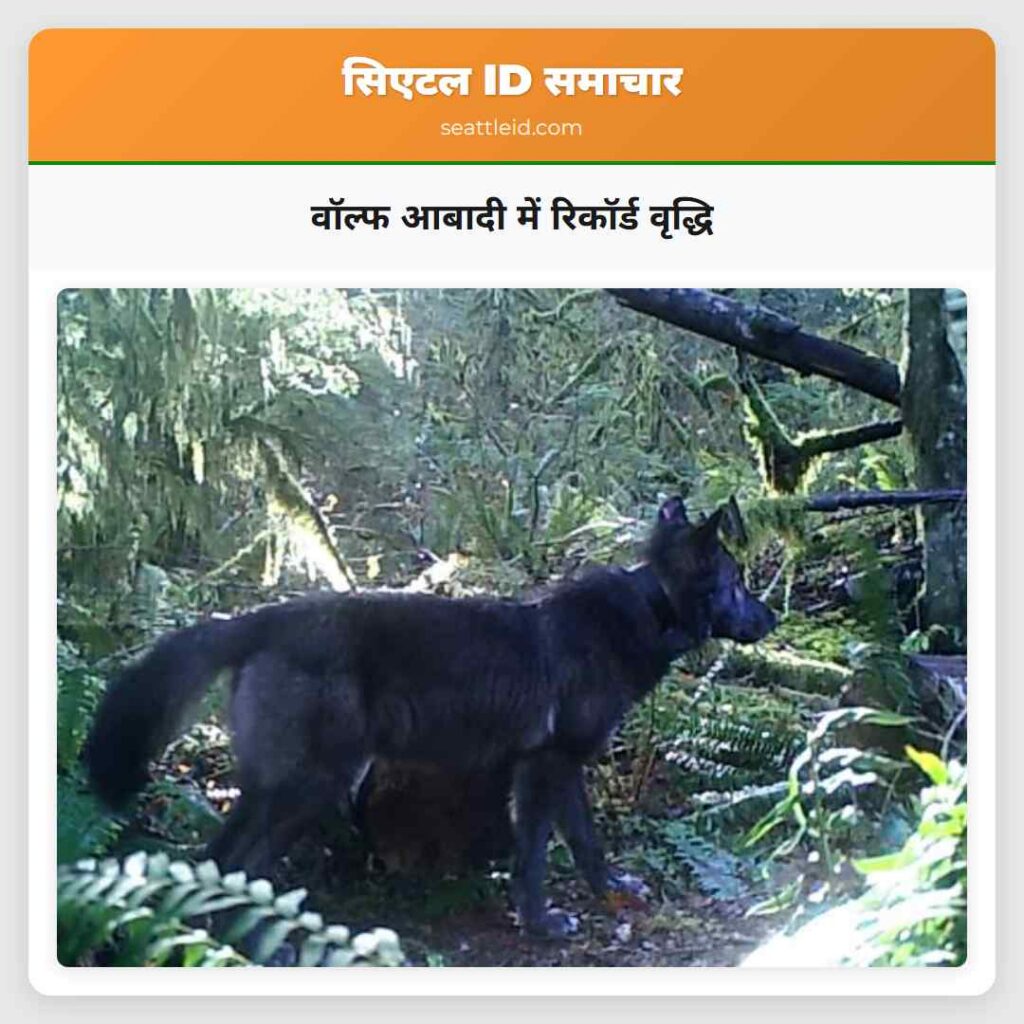 वॉल्फ आबादी में रिकॉर्ड वृद्धि