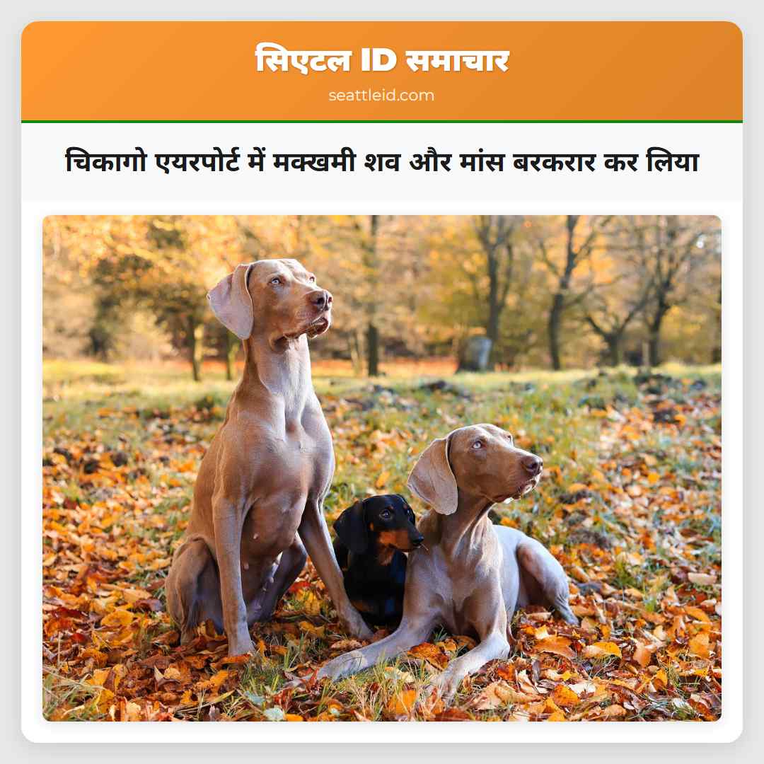 चिकागो एयरपोर्ट में मक्खमी शव और मांस बरकरार कर