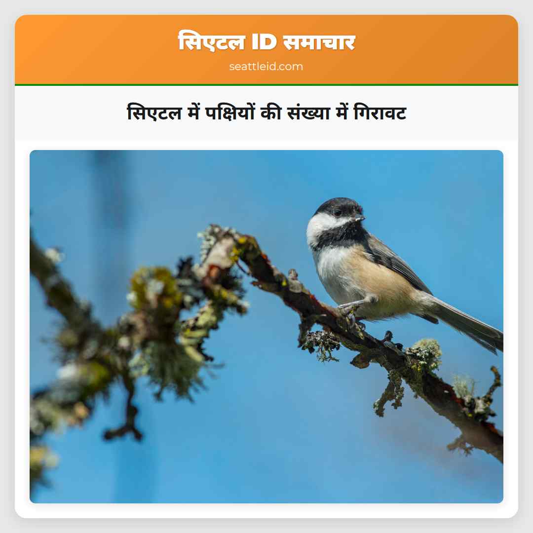 सिएटल में पक्षियों की संख्या में गिरावट