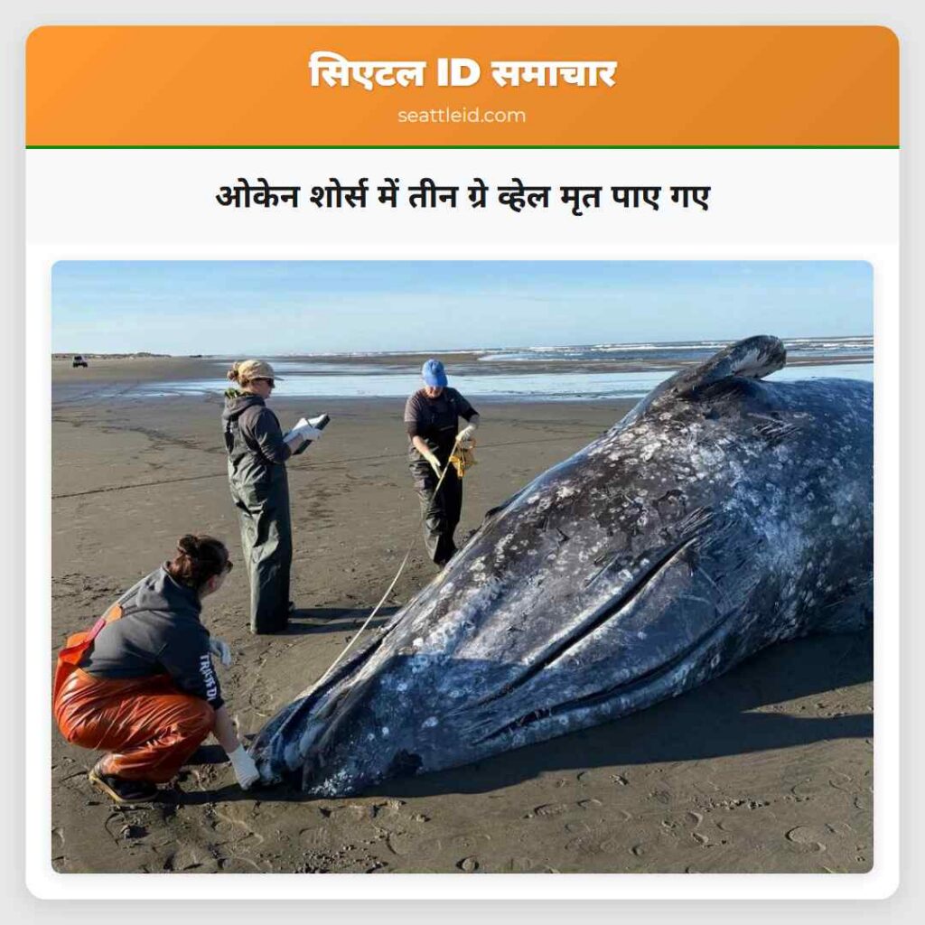 ओकेन शोर्स में तीन ग्रे व्हेल मृत पाए गए