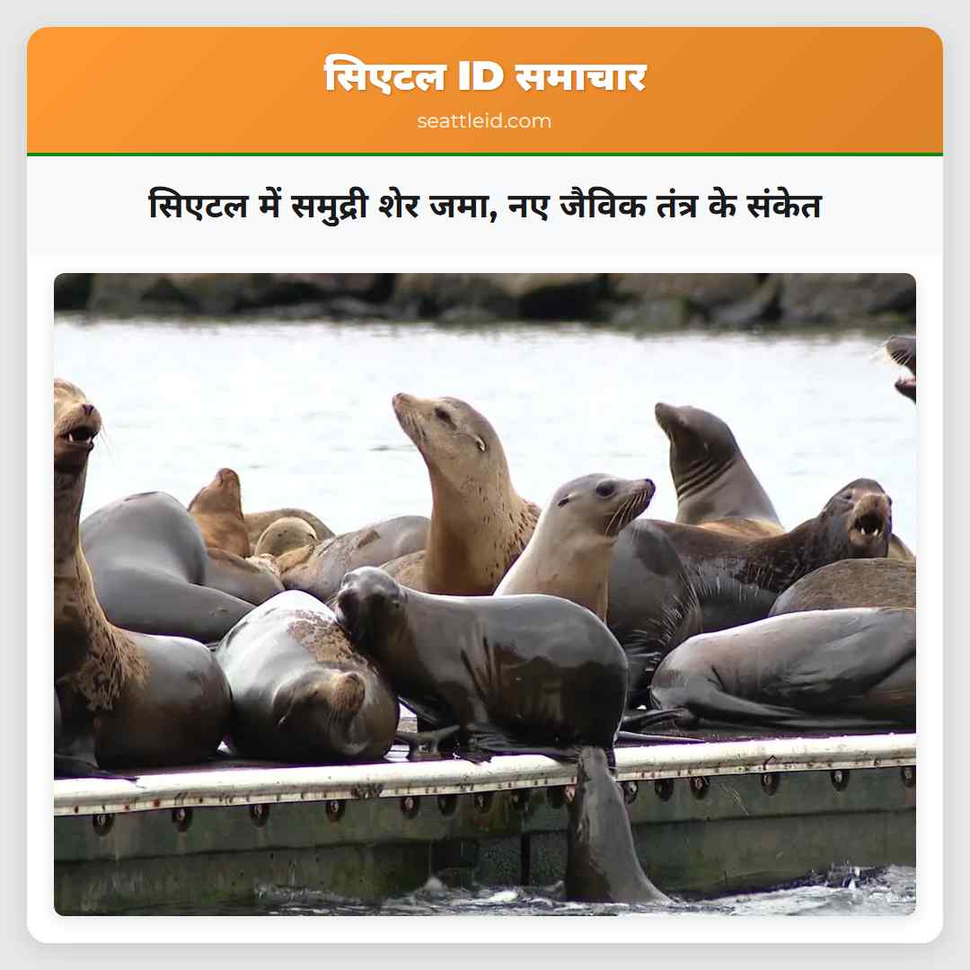 सिएटल में समुद्री शेर जमा, नए जैविक तंत्र के संकेत