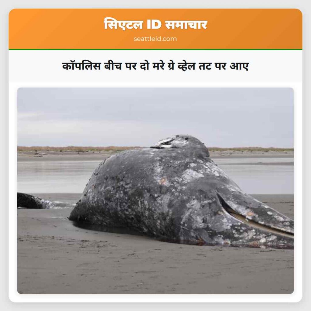 कॉपलिस बीच पर दो मरे ग्रे व्हेल तट पर आए