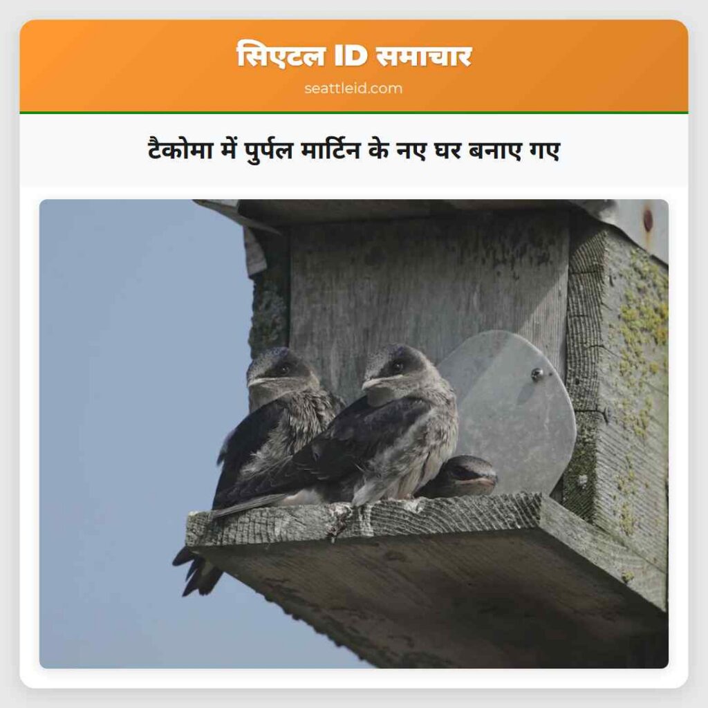 टैकोमा में पुर्पल मार्टिन के नए घर बनाए गए