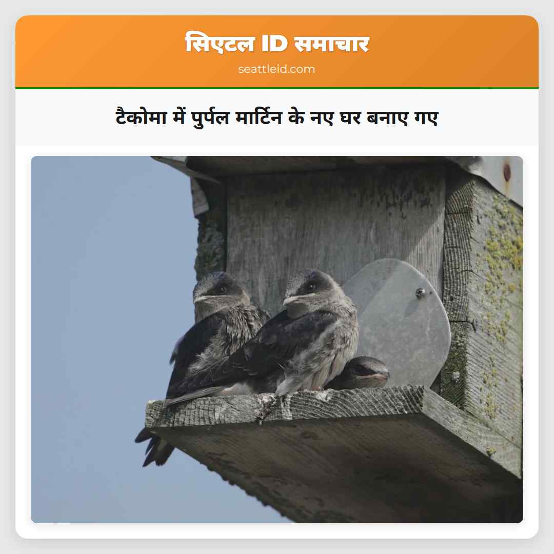 टैकोमा में पुर्पल मार्टिन के नए घर बनाए गए