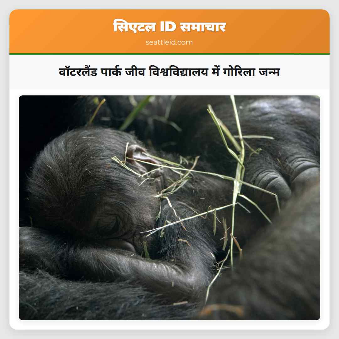 वॉटरलैंड पार्क जीव विश्वविद्यालय में गोरिला जन्म
