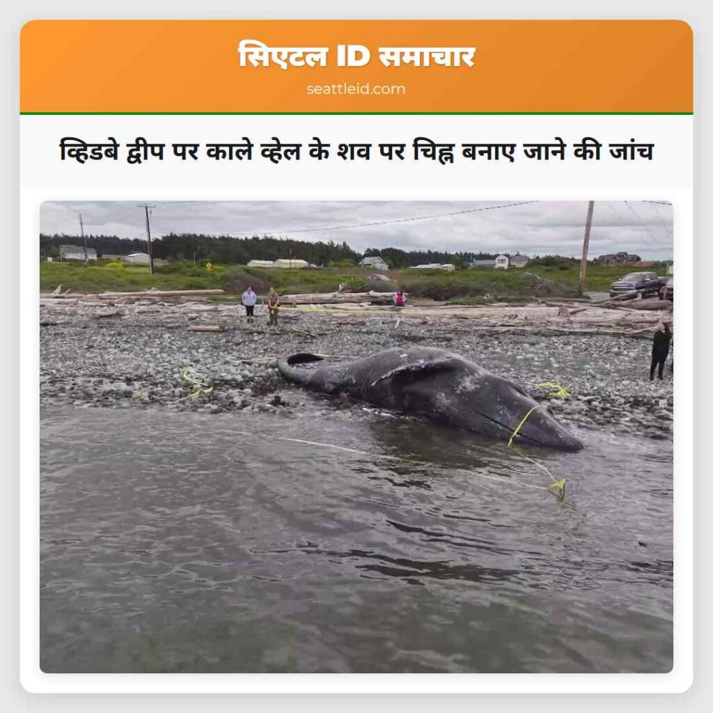 व्हिडबे द्वीप पर काले व्हेल के शव पर चिह्न बनाए
