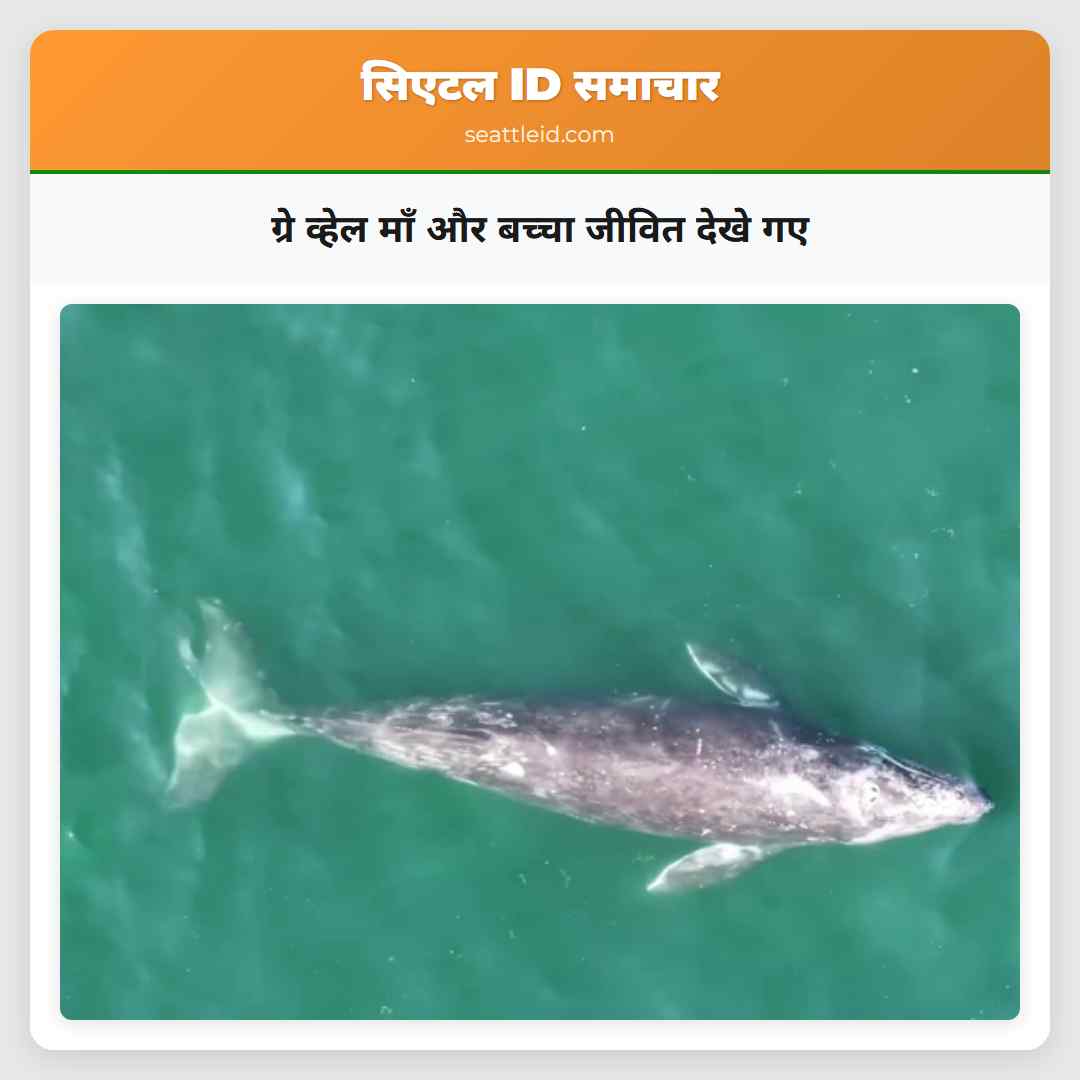 ग्रे व्हेल माँ और बच्चा जीवित देखे गए