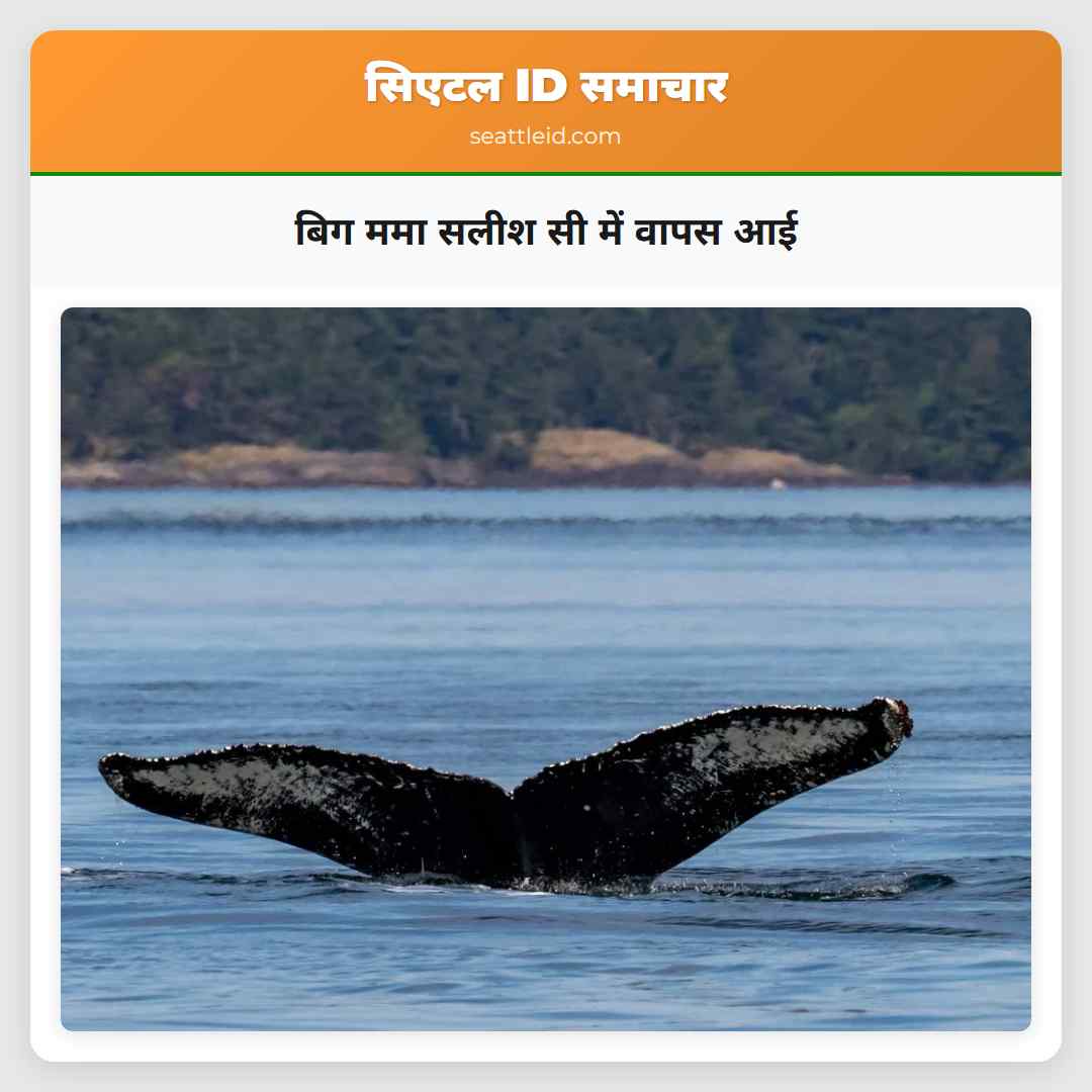 बिग ममा सलीश सी में वापस आई