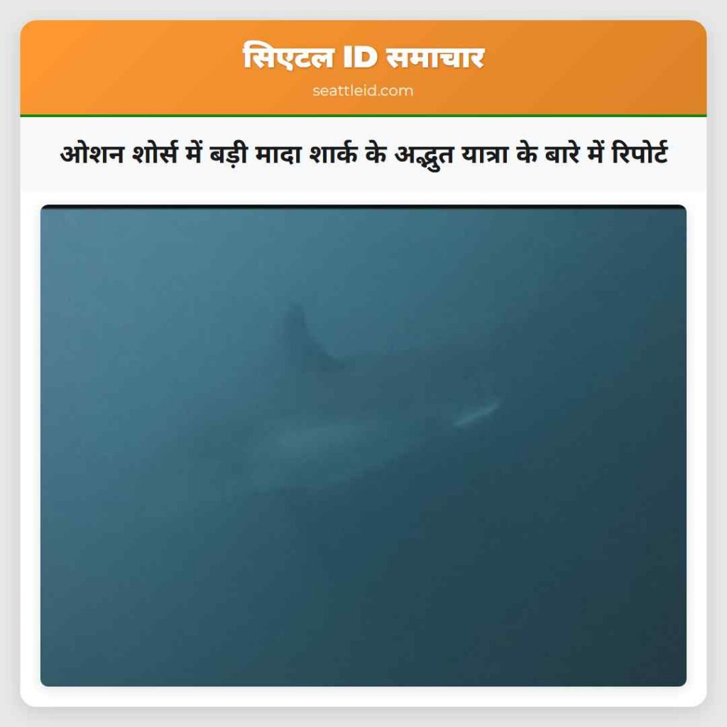 ओशन शोर्स में बड़ी मादा शार्क के अद्भुत यात्रा के