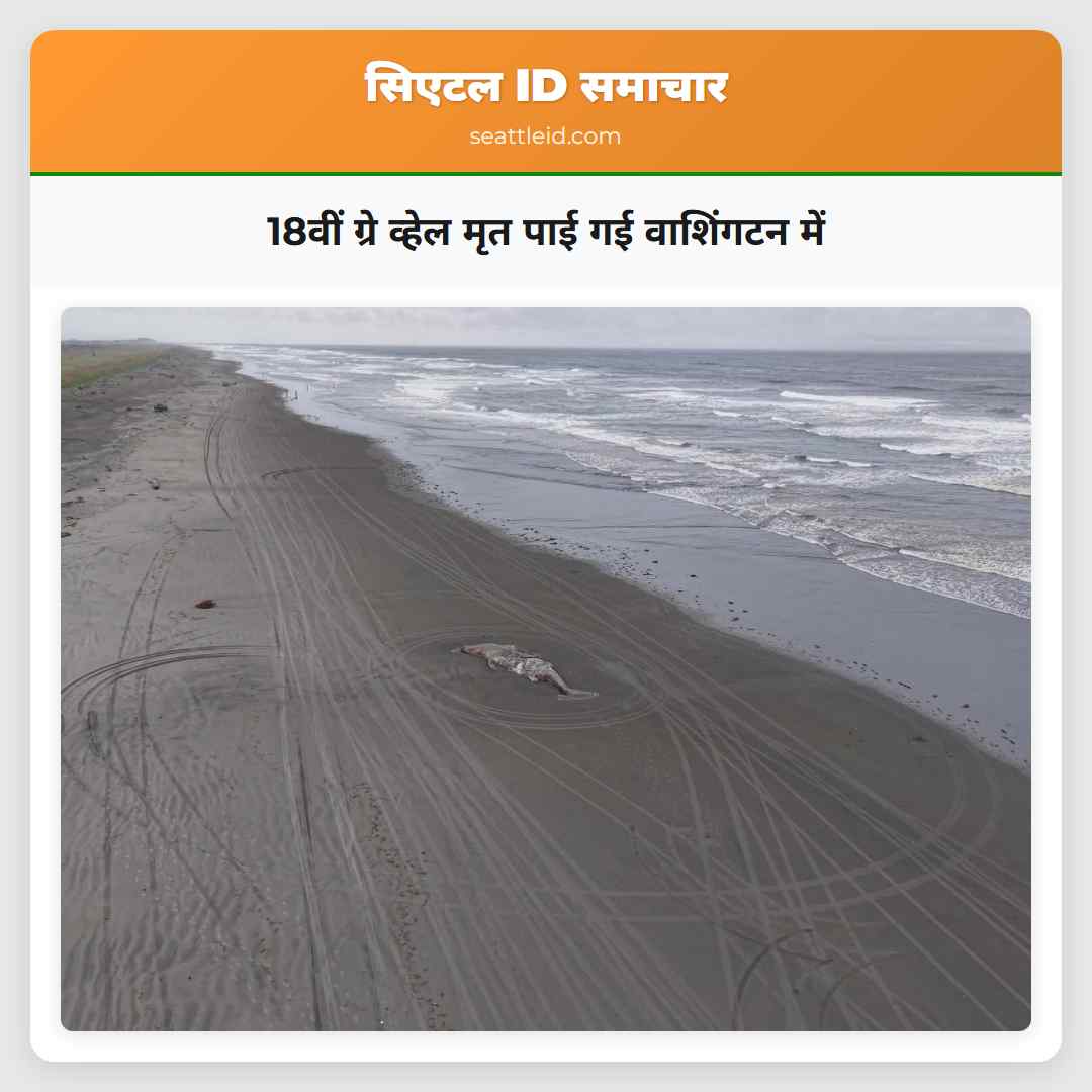 18वीं ग्रे व्हेल मृत पाई गई वाशिंगटन में