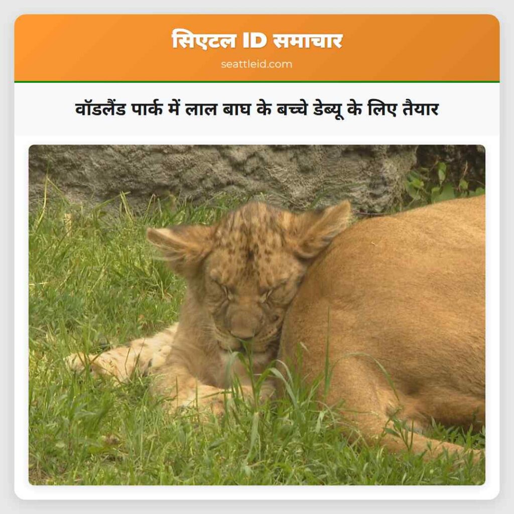 वॉडलैंड पार्क में लाल बाघ के बच्चे डेब्यू के लिए