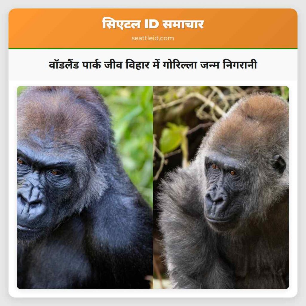 वॉडलैंड पार्क जीव विहार में गोरिल्ला जन्म निगरानी