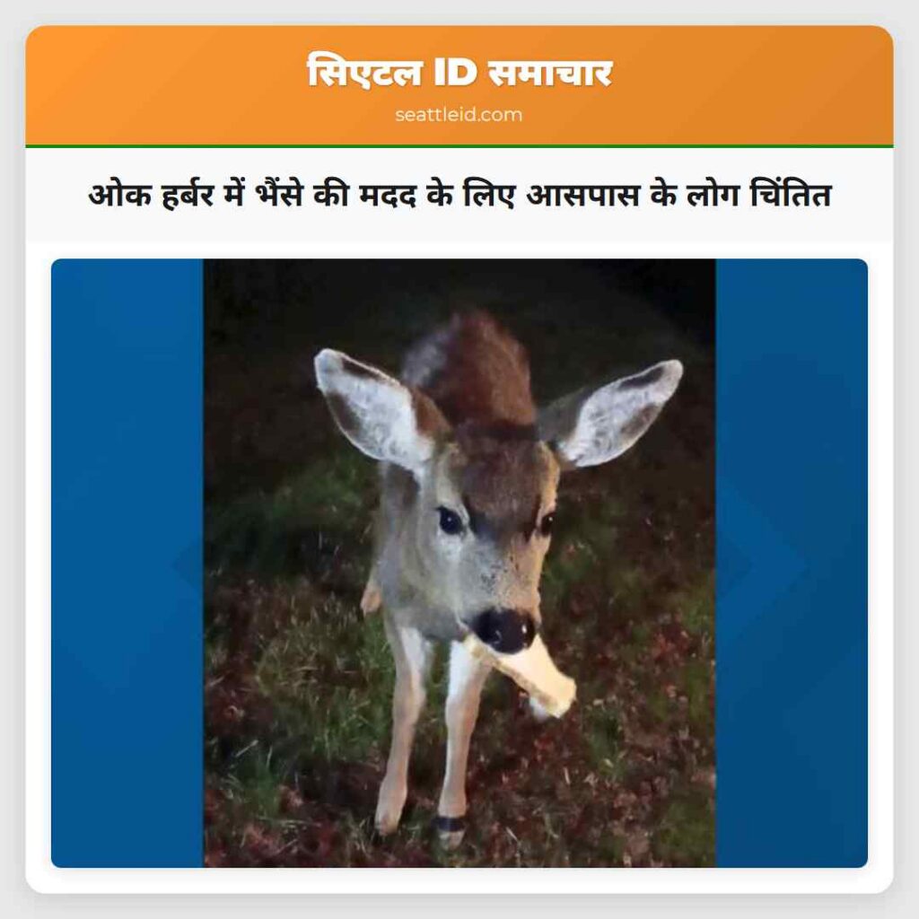 ओक हर्बर में भैंसे की मदद के लिए आसपास के लोग