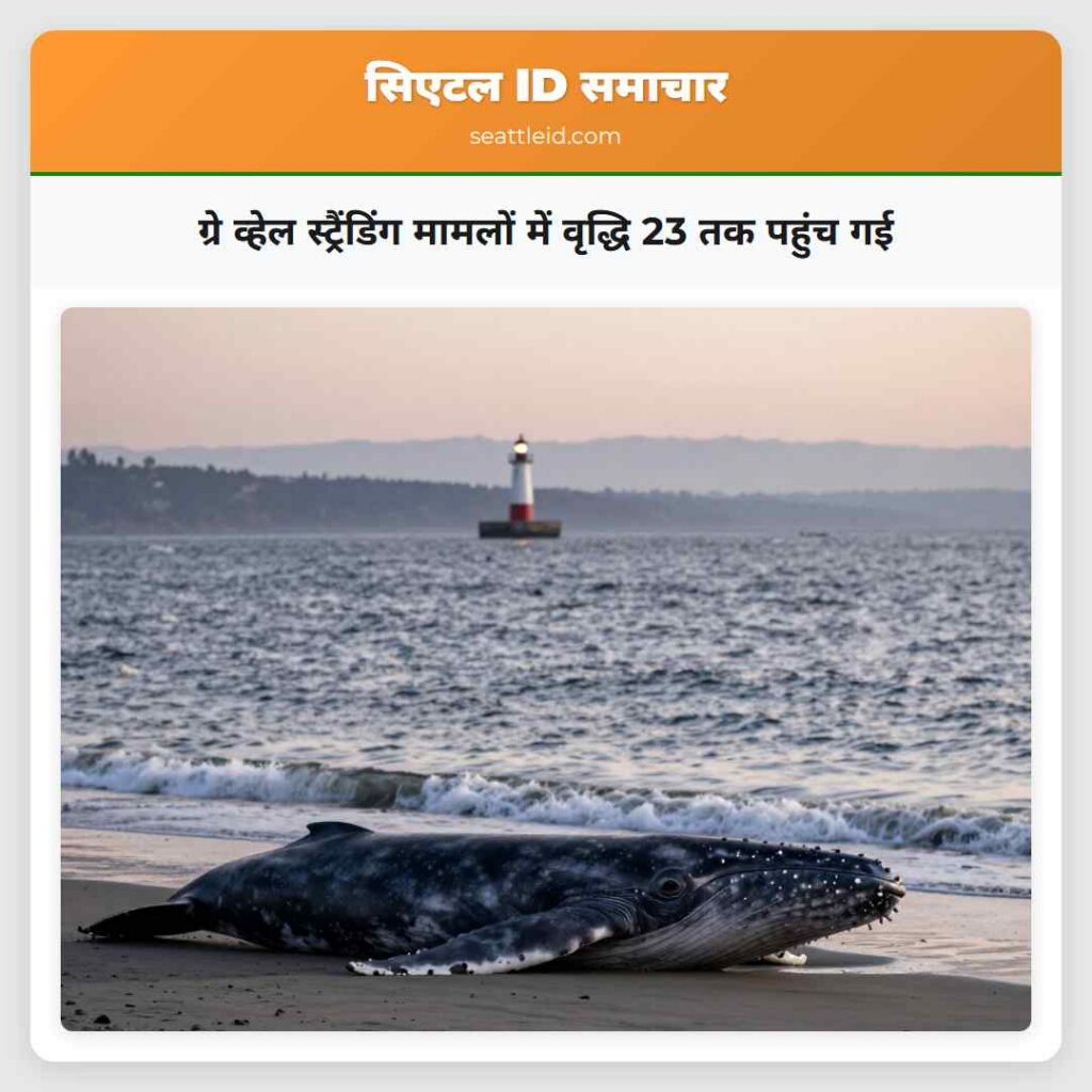 ग्रे व्हेल स्ट्रैंडिंग मामलों में वृद्धि 23 तक