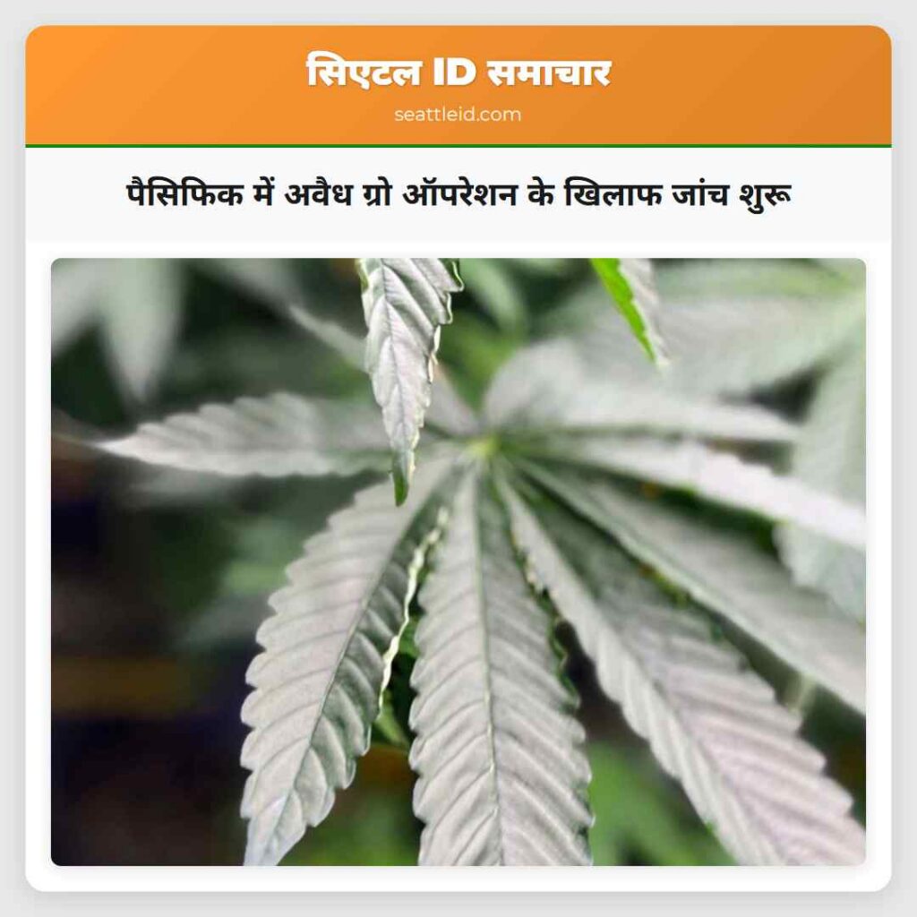 पैसिफिक में अवैध ग्रो ऑपरेशन के खिलाफ जांच शुरू