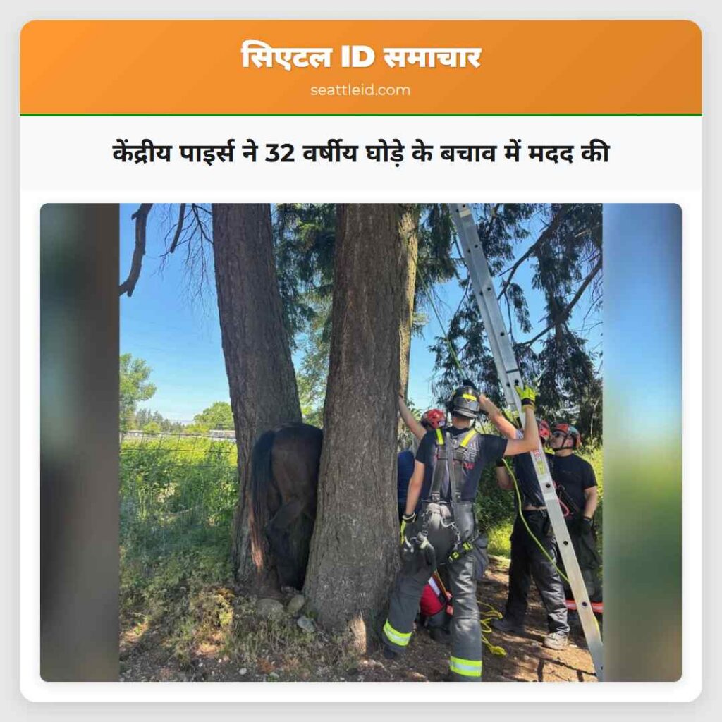 केंद्रीय पाइर्स ने 32 वर्षीय घोड़े के बचाव में