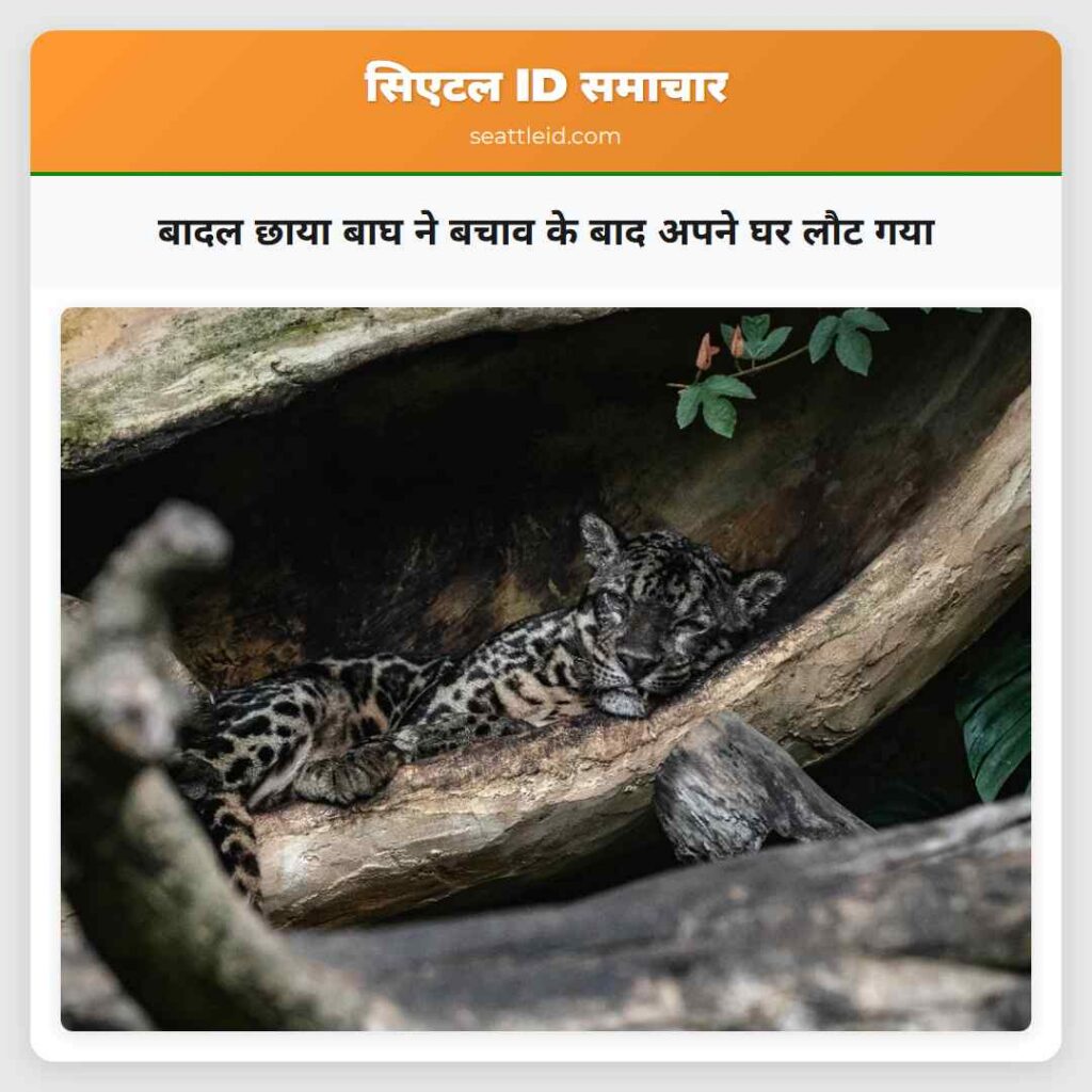 बादल छाया बाघ ने बचाव के बाद अपने घर लौट गया