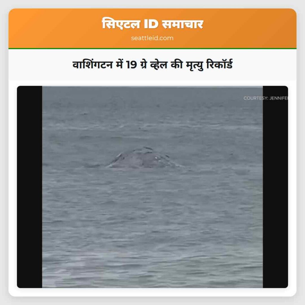 वाशिंगटन में 19 ग्रे व्हेल की मृत्यु रिकॉर्ड