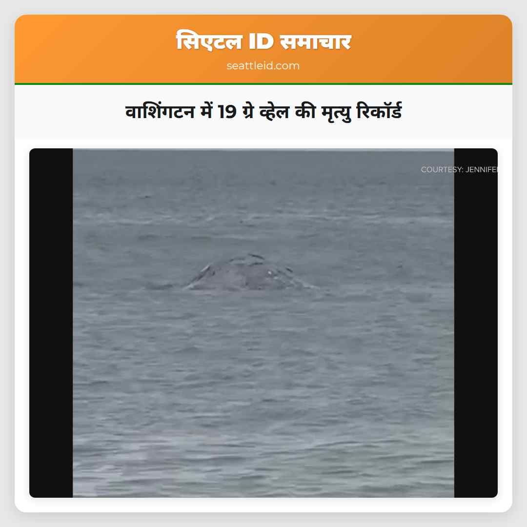 वाशिंगटन में 19 ग्रे व्हेल की मृत्यु रिकॉर्ड
