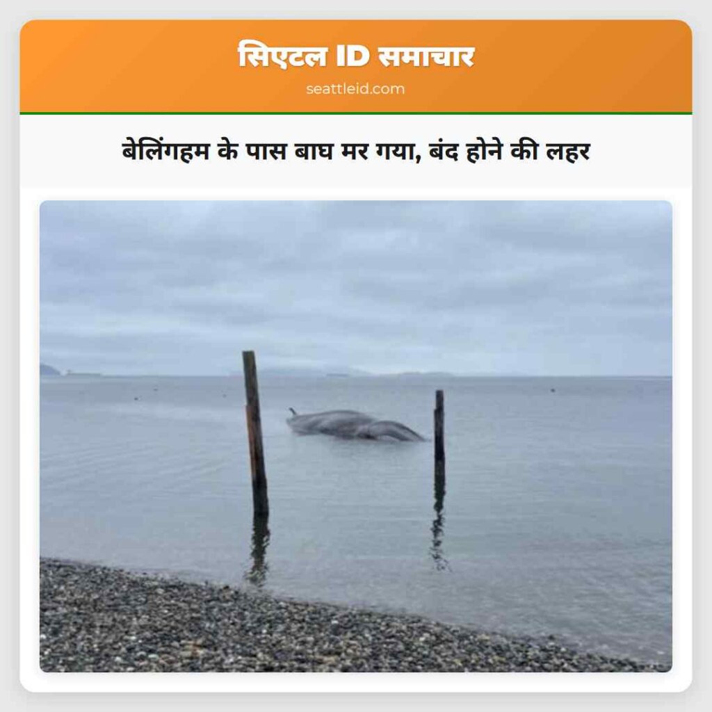 बेलिंगहम के पास बाघ मर गया, बंद होने की लहर