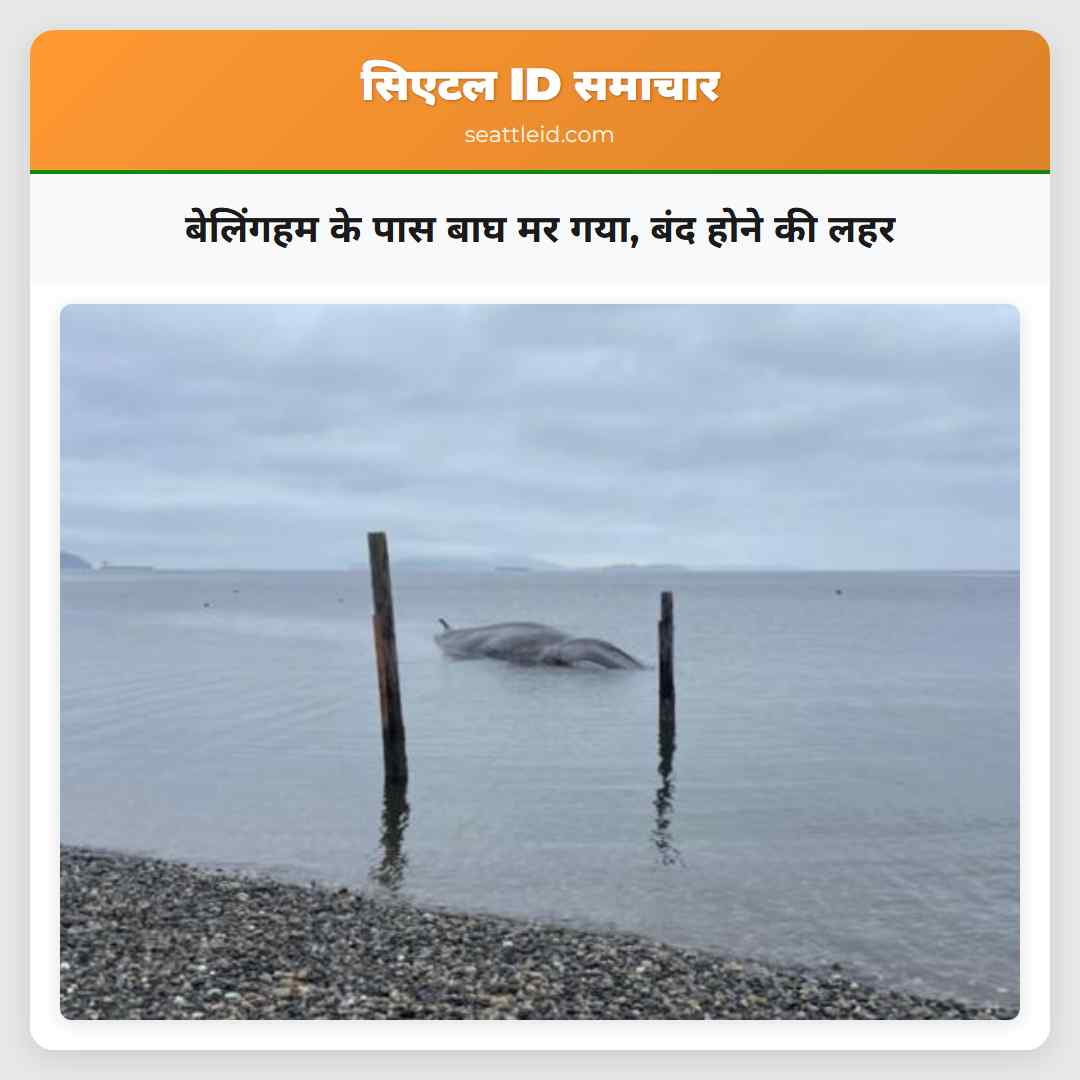 बेलिंगहम के पास बाघ मर गया बंद होने की लहर