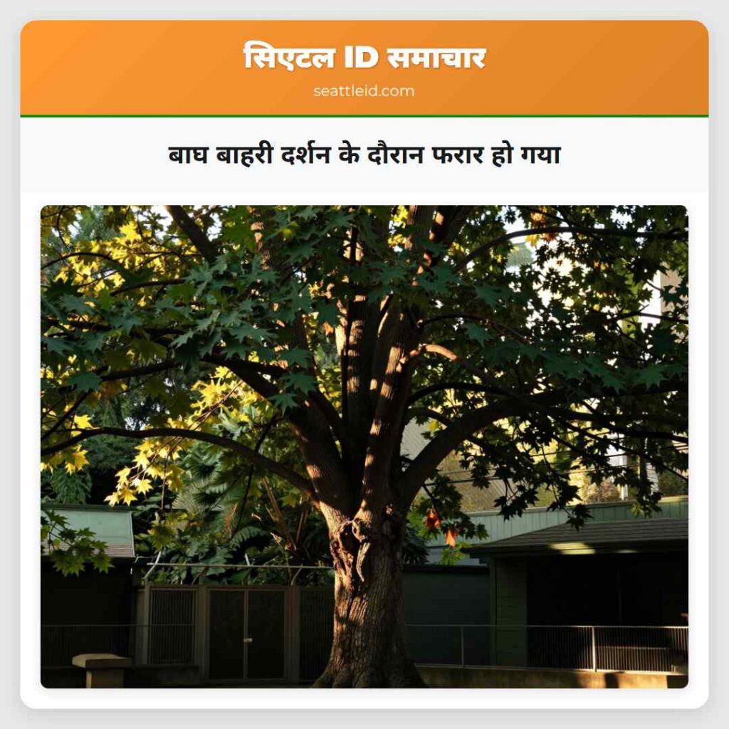 बाघ बाहरी दर्शन के दौरान फरार हो गया