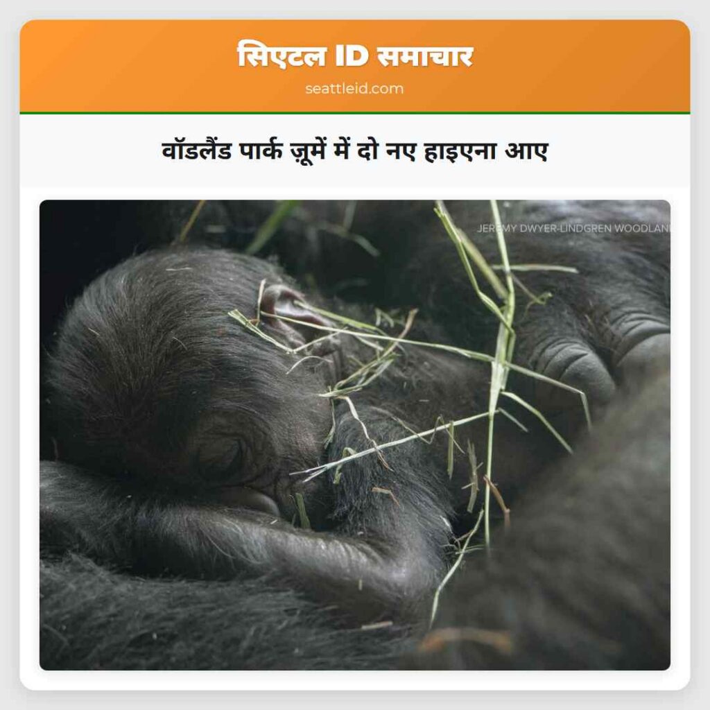 वॉडलैंड पार्क ज़ूमें में दो नए हाइएना आए
