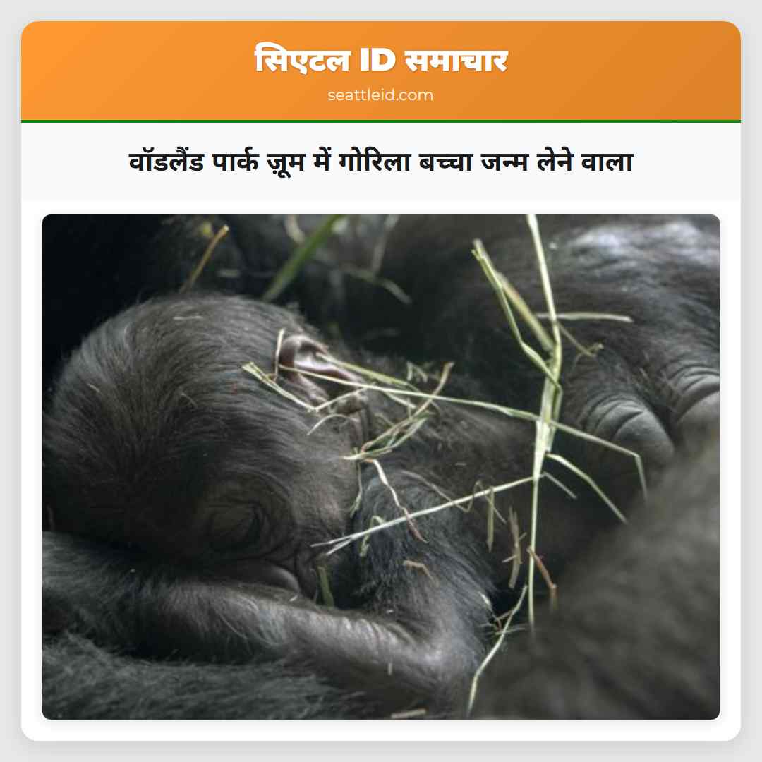 वॉडलैंड पार्क ज़ूम में गोरिला बच्चा जन्म लेने वाला