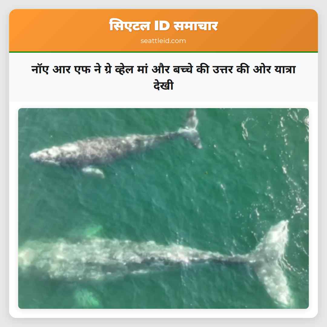 नॉए आर एफ ने ग्रे व्हेल मां और बच्चे की उत्तर की