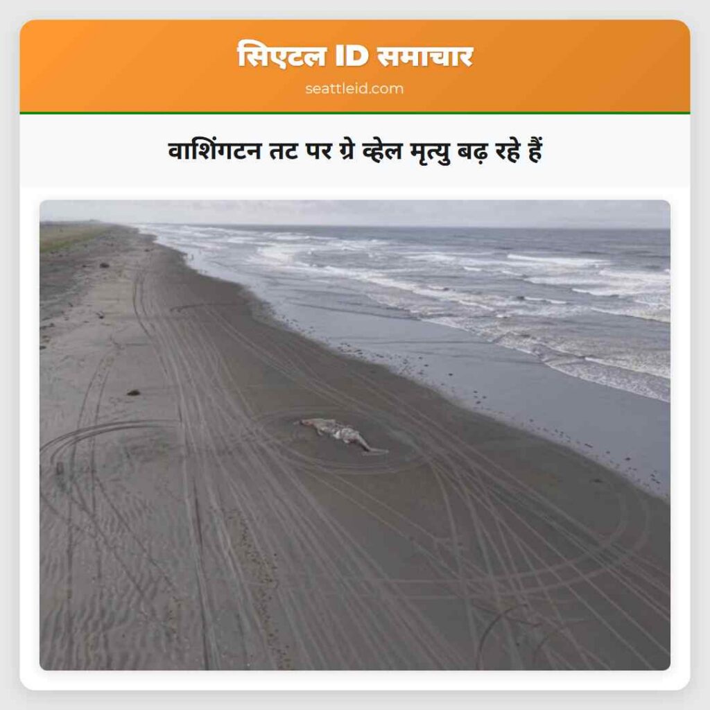 वाशिंगटन तट पर ग्रे व्हेल मृत्यु बढ़ रहे हैं